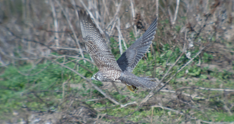 Falcó pelegrí (Falco peregrinus)