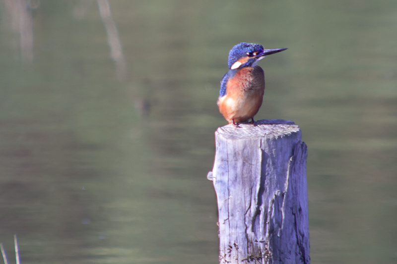 Blauet (Alcedo atthis)