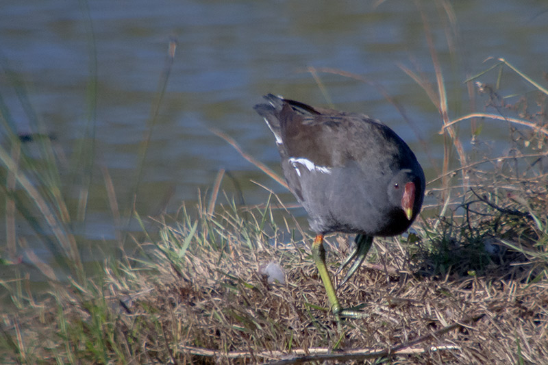 Polla d'aigua (Gallinula chloropus)