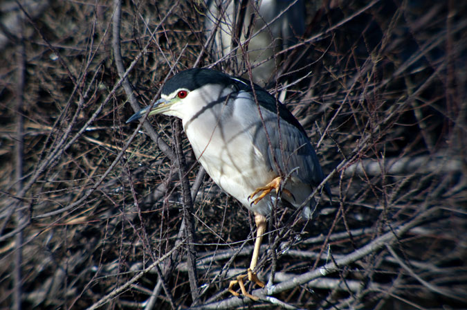 Martinet de nit  (Nycticorax nycticorax)