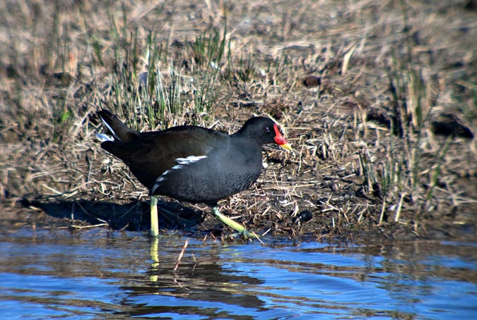 Polla d'aigua (Gallinuga chloropus)