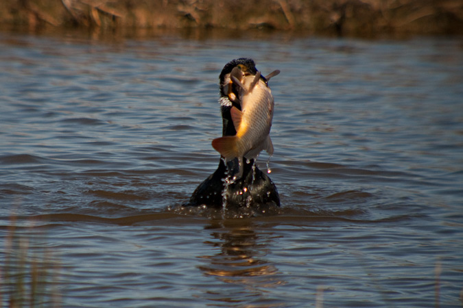 Corb marí gros ( Phalacrocorax carbo ) 3de10