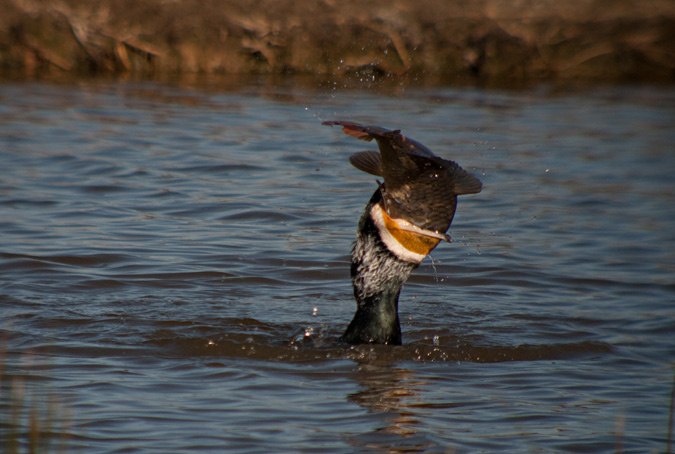 Corb marí gros ( Phalacrocorax carbo ) 4de10