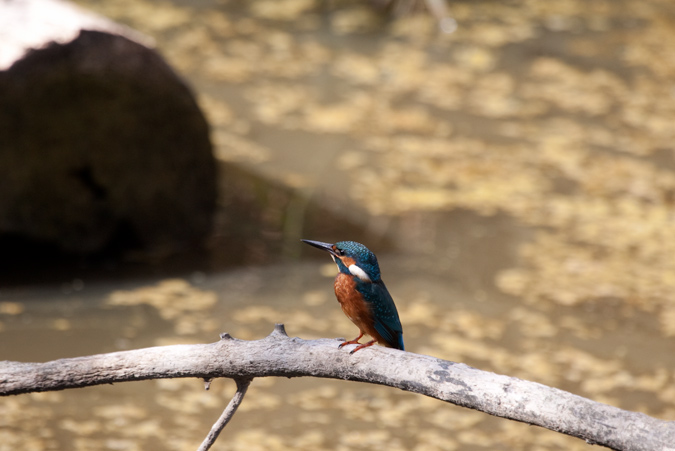 Blauet (Alcedo athis)