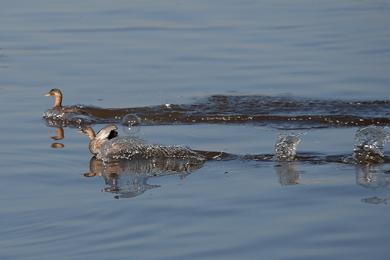 Cabusset (Tachybaptus ruficollis)