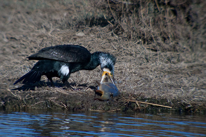 Corb marí gros ( Phalacrocorax carbo ) 5de10