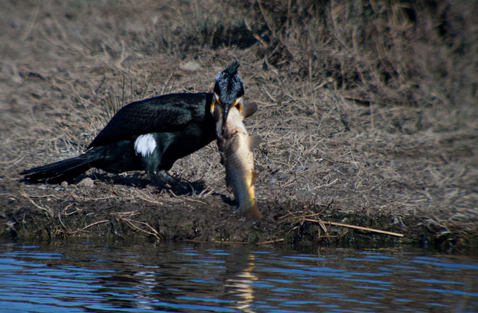 Corb marí gros ( Phalacrocorax carbo ) 7de10