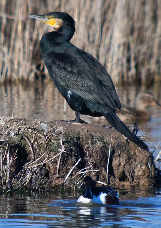 Corb marí gros (Phalacrocorax carbo)