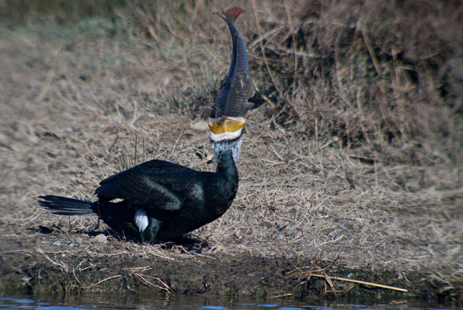 Corb marí gros ( Phalacrocorax carbo ) 8de10