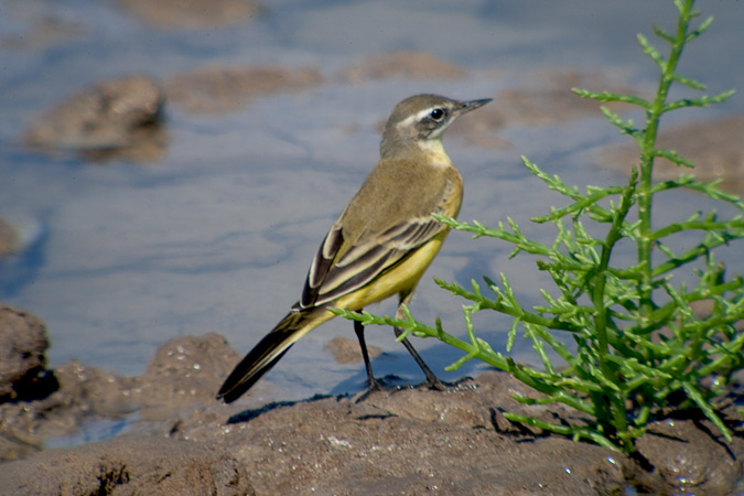 Cuereta groga ibèrica (Motacilla flava iberiae)