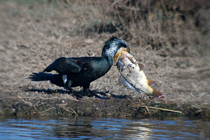 Corb marí gros ( Phalacrocorax carbo ) 9de10