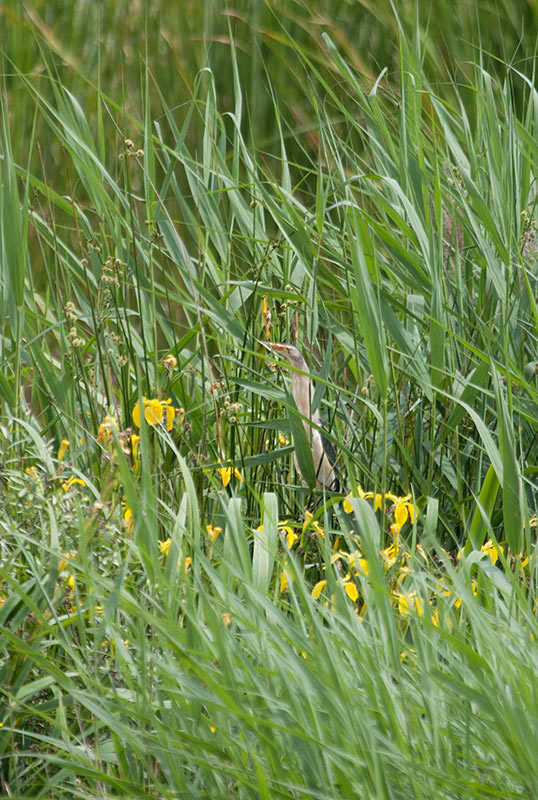 Martinet menut (Ixobrychus minutus)