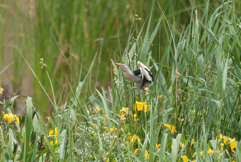 Martinet menut (Ixobrychus minutus)