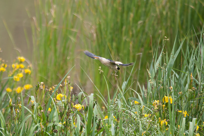 Martinet menut (Ixobrychus minutus)