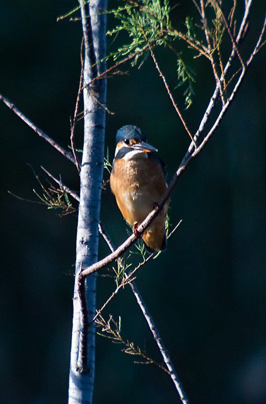 Blauet (Alcedo atthis)