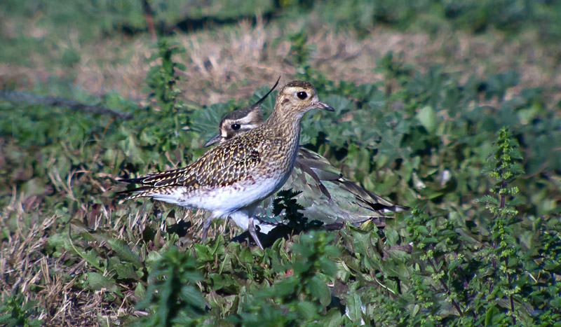 Daurada grossa (Pluvialis apricaria) i Fredeluga (Vanellus vanellus)