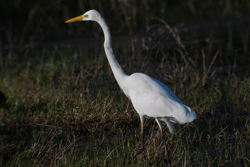 Agró blanc (Ardea alba)