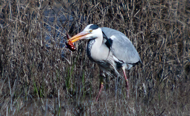 Bernat pescaire (Ardea cinerea)