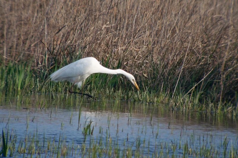 Agró blanc (Casmerodius albus)