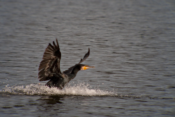 Corb marí gros ( Phalacrocorax carbo )  2de2