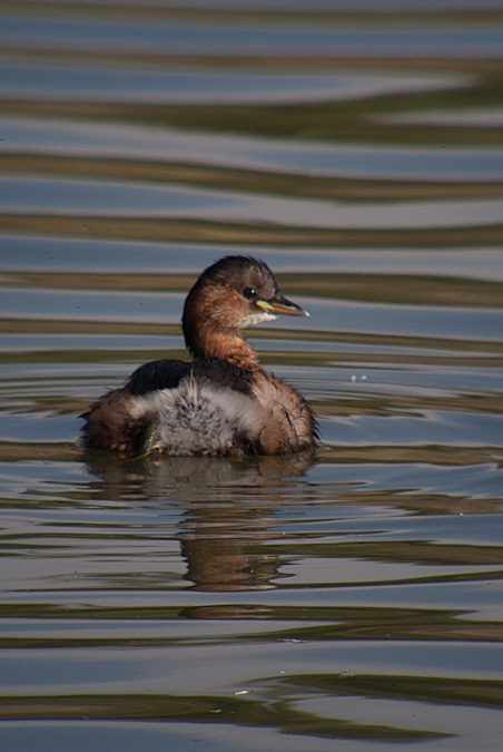 Cabusset (Tachybaptus ruficollis)