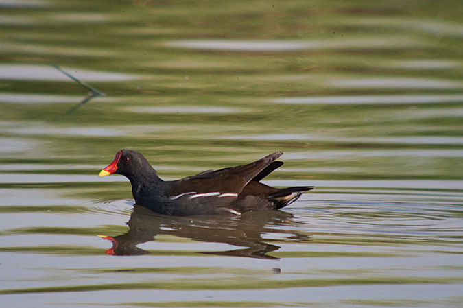 Polla d'aigua (Gallinuga chloropus)