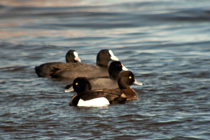 Morell de plomall (Aythya fuligula)  i Fotja vulgar (Fulica atra)