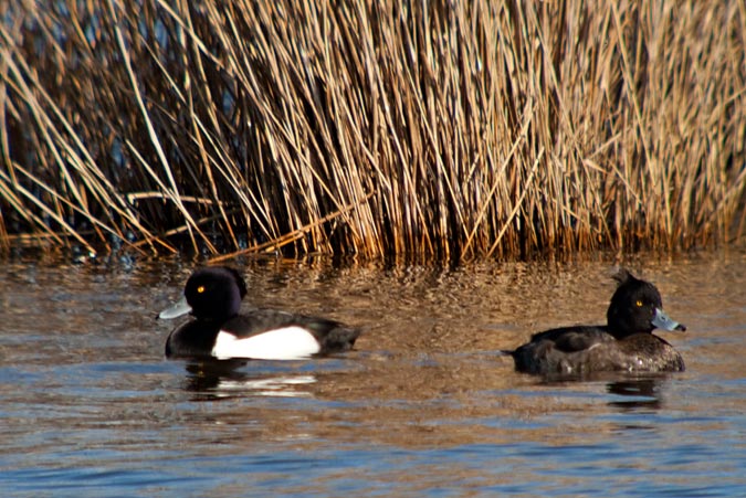 Morell de plomall (Aythya fuligula)