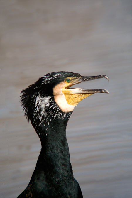 Corb marí gros ( Phalacrocorax carbo)