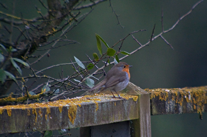 Pit roig (Erithacus rubecola) 2de3