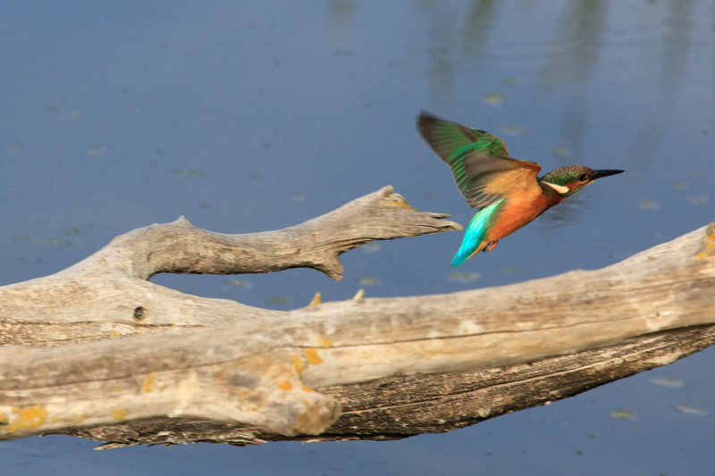 Blauet (Alcedo Atthis)