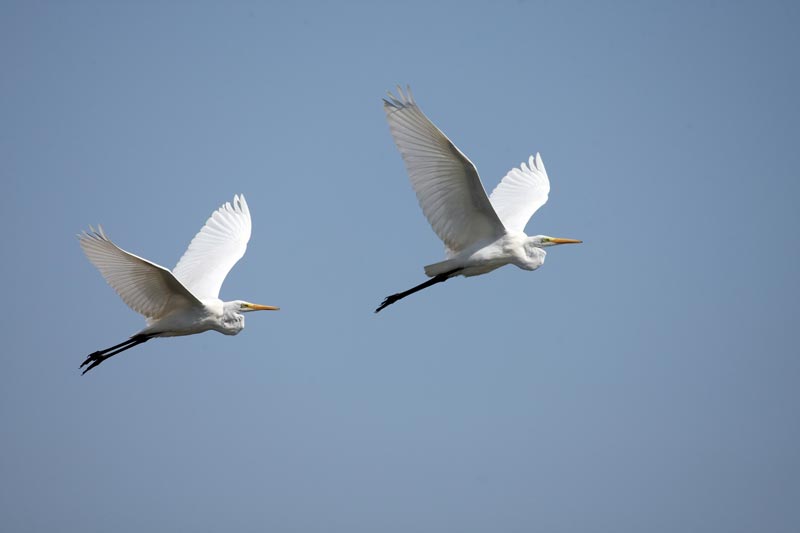 Agro Blanc (Egretta alba)