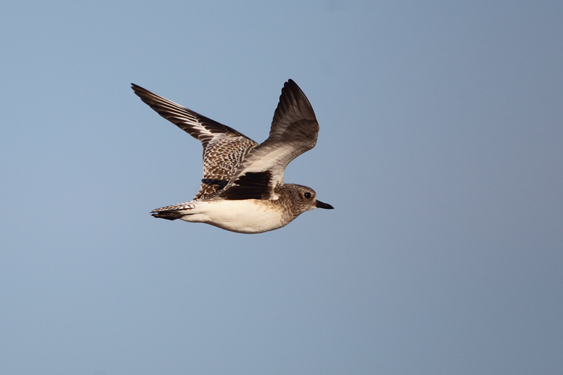 Chorlito gris (Pluvialis squatarola)