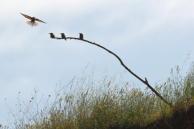 ABELLEROLS AL PLA DEL BONAIRE