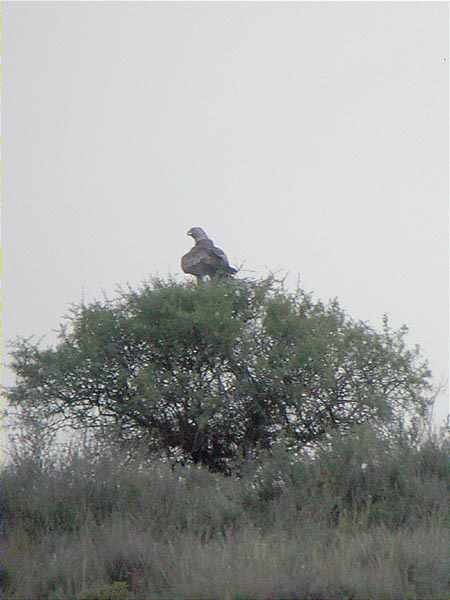 Aguila daurada (Aquila chrysaetos) sobre carrasca