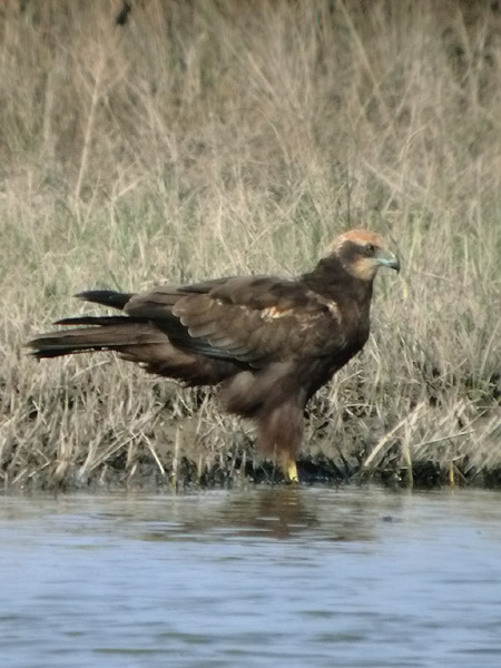 Arpella vulgar, aguilucho lagunero (Circus aeruginosus)