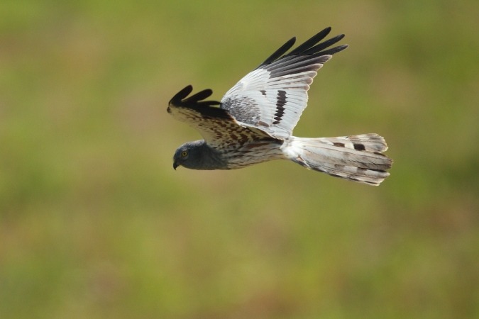 Aguilucho cenizo (Circus pygargus) macho