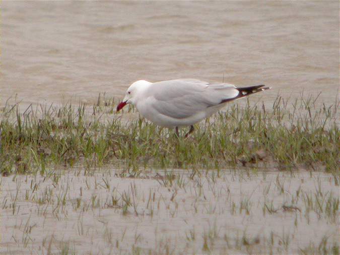 Gavina corsa, gaviota de Audouin, Audouin´s gull, goéland d'Audouin (Larus audouinii)