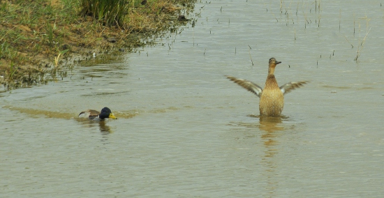 Anecs collverd (Anas platyrhynchos)