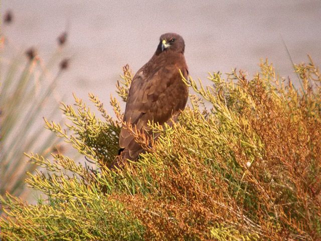 Arpella, ,aguilucho lagunero (Circus aeruginosus)