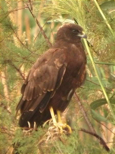 Arpella jove,aguilucho lagunero (Circus aeruginosus)