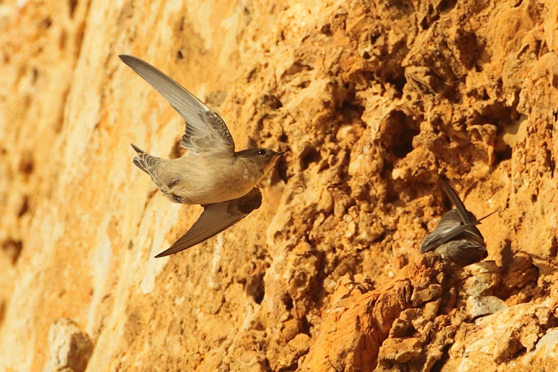 Avion roquero (Ptyonoprogne rupestris)