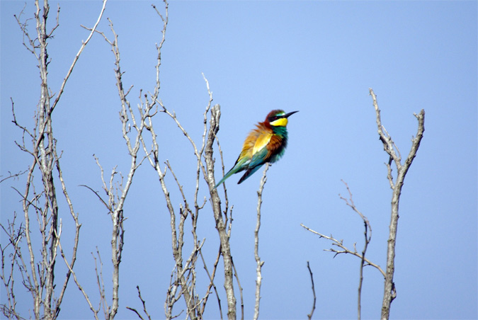 Abellarol(Merops apiaster)