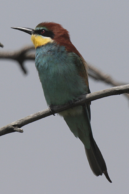 Abellerol (Merops apiaster)