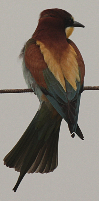 Abellerol (Merops apiaster)