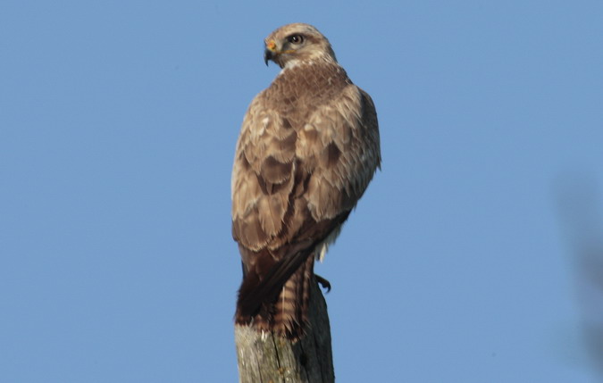 Aligot comú (Buteo buteo)