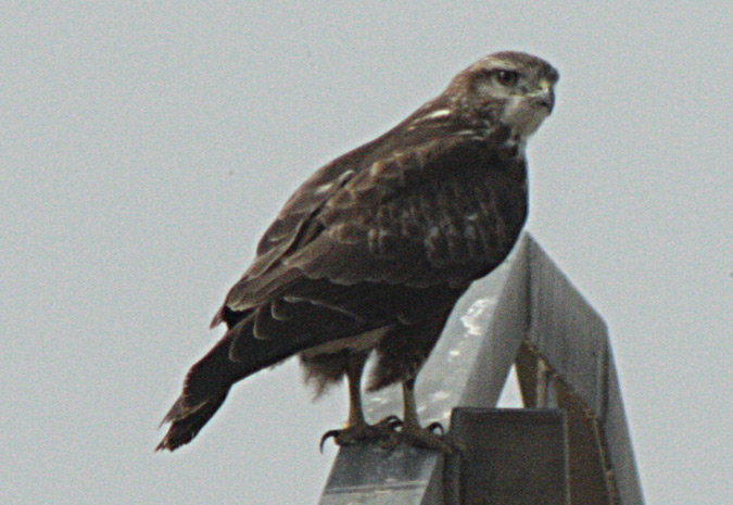 Aligot comú (Buteo buteo)