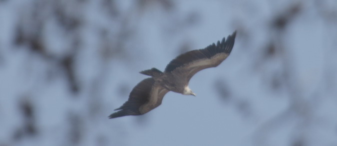 Voltor comú (Gyps fulvus)