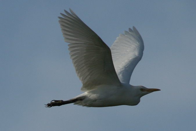 Esplugabous (Bubulcus ibis)