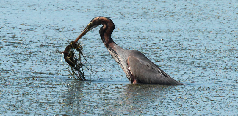 Agró roig (Ardea purpurea) + anguila (Anguilla anguilla)